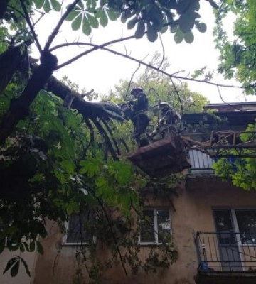 В Ужгороді та у Мукачівському району різка зміна погодних умов призвела до падіння дерев