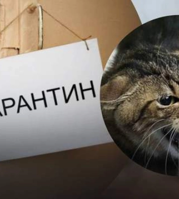 Территорию села на Волыни признали неблагополучной и отправили на карантин из-за бешенства