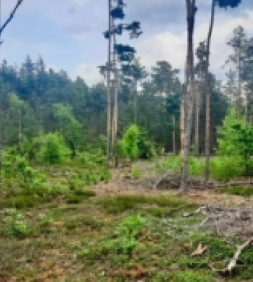 На Рівненщині проводять обстеження лісу, з метою передати його у держвласність