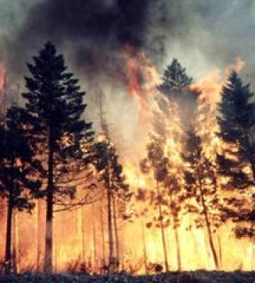 На Миргородщині сталася лісова пожежа
