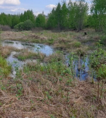 Екологи стверджують, що Національне військове кладовище будуватимуть на болоті