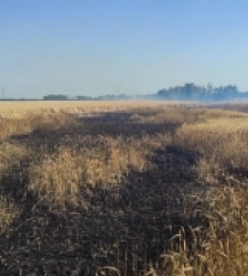 На Миколаївщині за добу трапилися чотири пожежі на полях та лісосмугах
