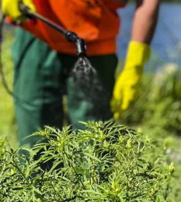 Як і за скільки у Полтаві цьогоріч боротимуться з амброзією