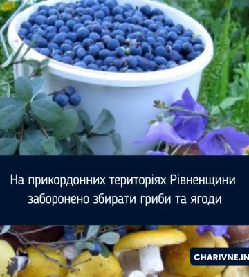 Збір ягід та грибів у лісах Рівненщини. Про що слід пам&#039;ятати