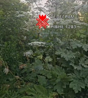 Музею у Рівному подарували...телевізор