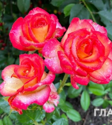 Помірні дощі, подекуди грози: прогноз погоди на 17 червня