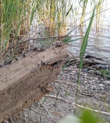 В Кілії після днопоглиблювальних робіт Дунай оголив рештки старого судна