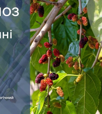 Місцями гроза та до + 24°С: прогноз погоди по Київщині на 15 червня
