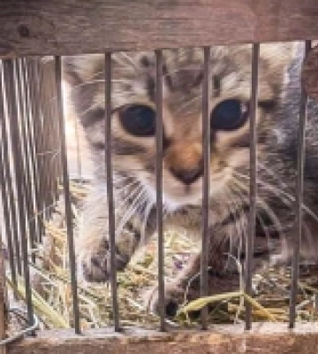 У Роздільній рятувальники зняли з дерева котеня