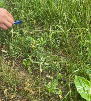 «Вдалося зменшити присутність амброзії до 85-90 % на деяких локаціях», — незалежний експерт про боротьбу з амброзією агрохімічним&amp;hellip;