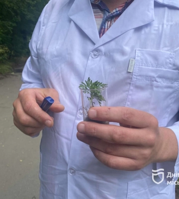 У Дніпрі боряться з амброзією агрохімічним методом 