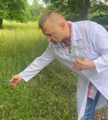 У Дніпрі боряться з амброзією агрохімічним методом: як діє