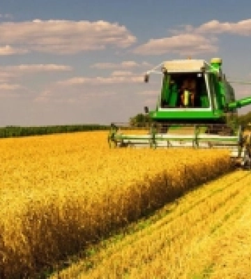 Затяжні дощі на Рівненщині позитивно вплинуть на врожайність