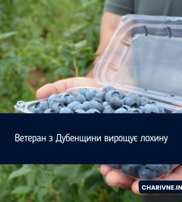 Ветеран з Дубенщини вирощує лохину