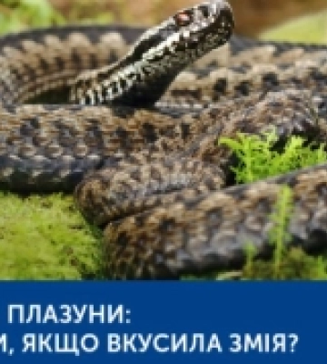 Сезон змій: де і які плазуни водяться, і як зарадити при укусі