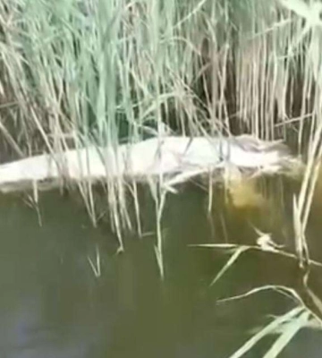 На Дніпропетровщині виявили масовий мор сомів (відео)