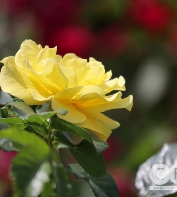 На Кіровоградщині сьогодні очікується гроза
