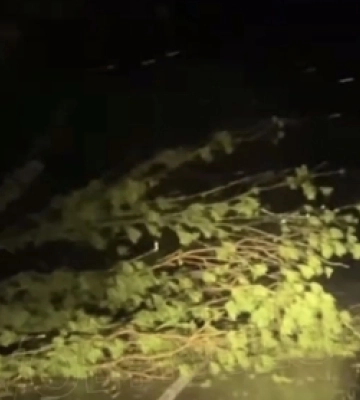 Уночі сильний вітер повалив дерева на трасі Луцьк-Львів (відео)