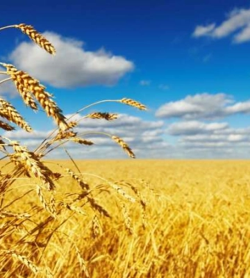 Який урожай на Дніпропетровщині прогнозується у 2024 році
