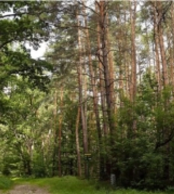 На Рівненщини погодили вирубку лісу для видобутку Бурштину