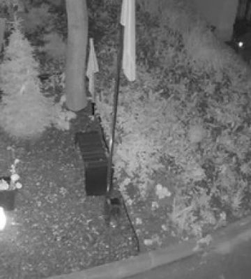 Надругательство над могилами Героев в Киеве: задержанная получила по заслугам
