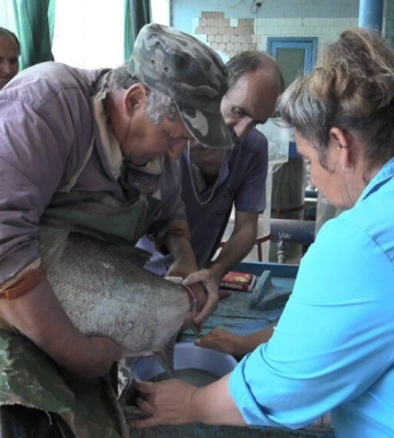 У рибному господарстві на півдні Одещини у розпалі процес інкубації та на старті розведення осетрових