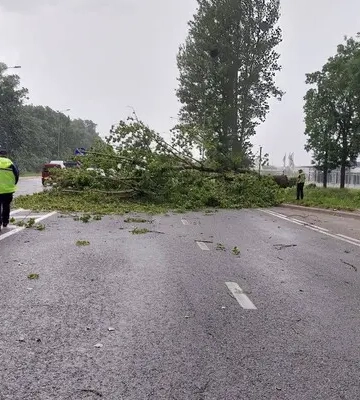 У Львові пройшла потужна злива: повалено 100 дерев, опубліковано фото наслідків