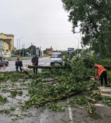 У Львові та області вирує негода: через сильний вітер падають дерева