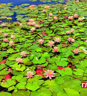 На озері в Києві розквітли водяні лілії 