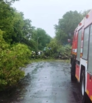 Наслідки грози у Луцькому районі: повалені дерева та пожежа