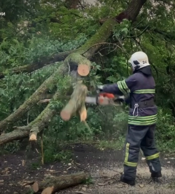 На Охтирщині через негоду дерево впало на дорогу