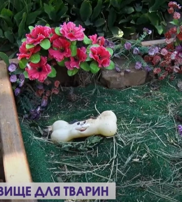 Кладовище для тварин: як у Луцьку поховати домашнього улюбленця