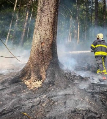 На Закарпатті горять ліси: Рятувальники гасять пожежу в лісі