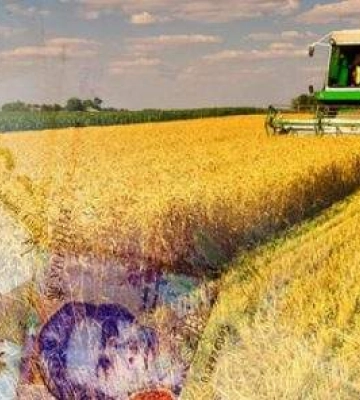 Аграрії Миколаївщини можуть отримати бюджетну субсидію