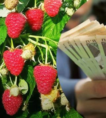 В Україні вдвічі впали ціни на популярну ягоду: яка ціна