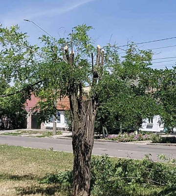 «Миколаївські парки» поскаржились на незаконну обрізку дерев на Пограничній – в соцмережі кажуть, що роботи проводило обленерго