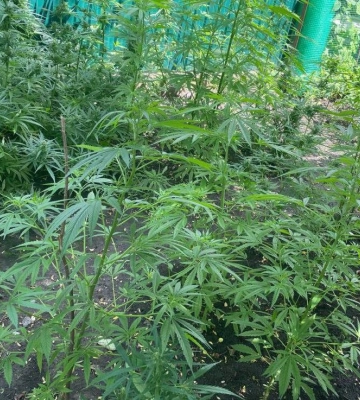 На Ковельщині патрульні приїхали на бійку, а виявили 68 кущів коноплі
