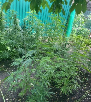 На Ковельщині патрульні приїхали на бійку, а виявили 68 кущів коноплі