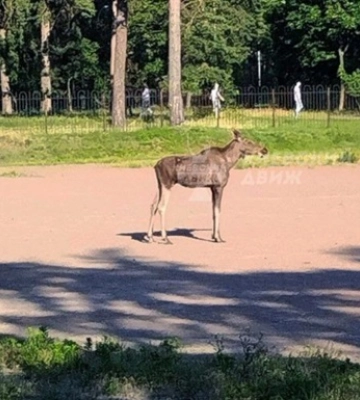 У Києві у парку Партизанської слави помітили лося