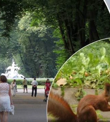 Во Львове в парке женщину укусила белка: пострадавшую доставили в больницу