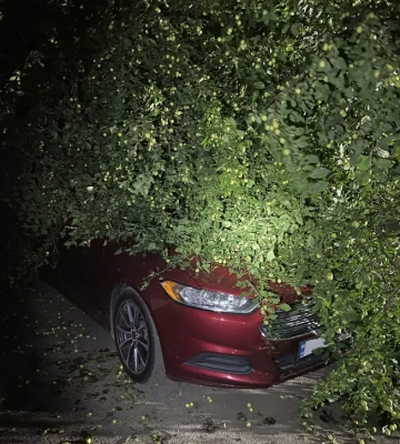 В Ужгороді дерево впало на автомобіль