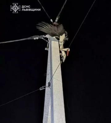 На Львівщині врятували лелеку, який заплутався в проводах, - ФОТО