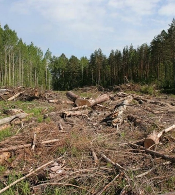 Перед судом постане посадовець лісового господарства зі Закарпаття, який допустив незаконну рубку дерев на 1,5 млн грн