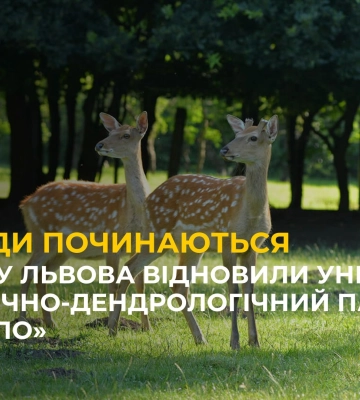 Журналісти «Правда тут Львів» знайшли в Оброшиному новонароджене оленятко