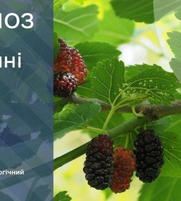 Київ та область: погоду визначатиме поле підвищеного тиску