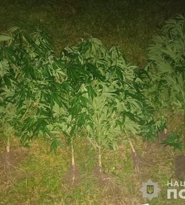 У Луцькому районі затримали 39-річного торговця канабісом 