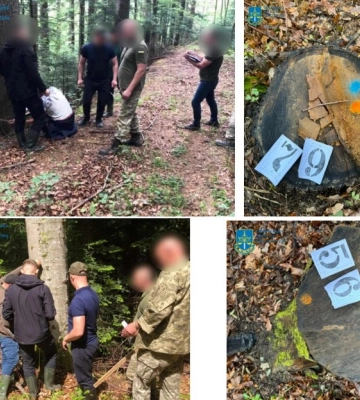 За незаконну порубку лісу на Буковині зі збитками у ₴3,7 млн. судитимуть злочинне угруповання лісників