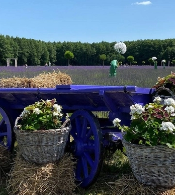 Сонячно: погода в Луцьку в неділю, 30 червня