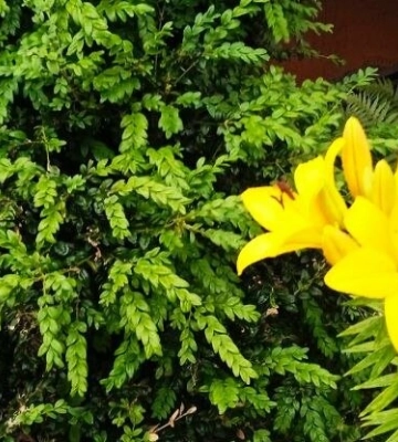 Прогноз: сьогодні у Львові спека до +33°