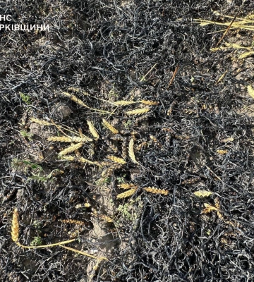 Окупанти обстріляли пшеничне поле на Харківщині: сталася пожежа
